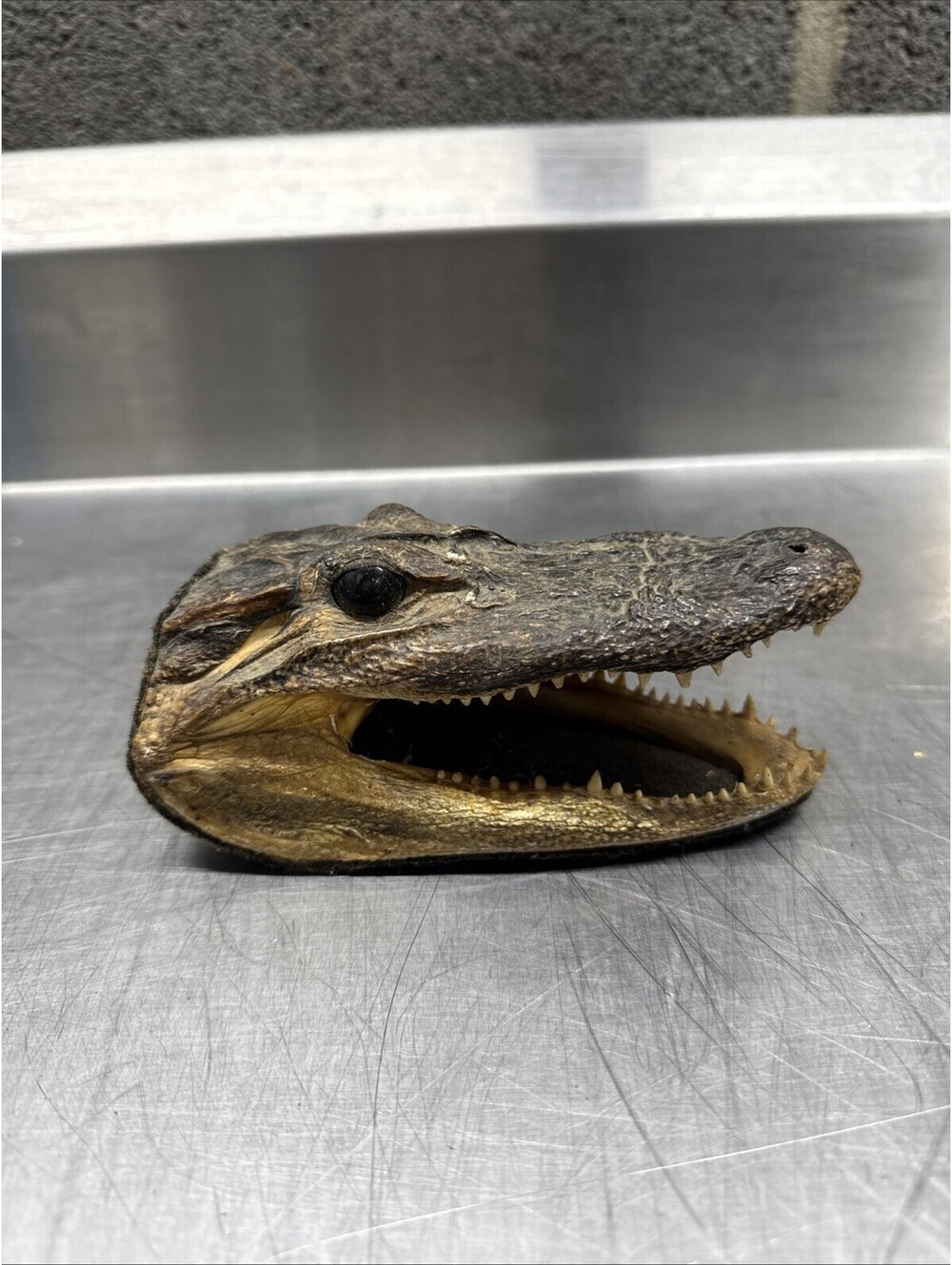REAL, Authentic Alligator Skull: Exquisite 5-7 Inch Taxidermy Gator Head!